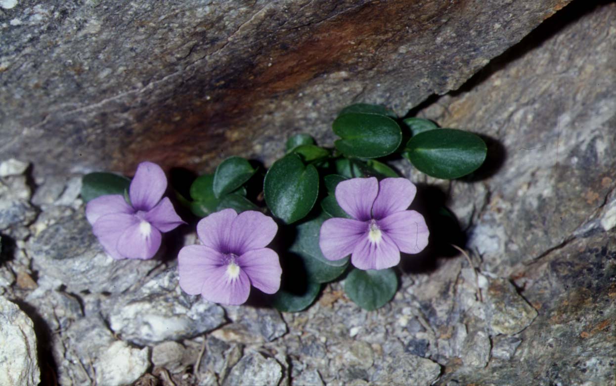 Viola argenteria / Viola delle Alpi Marittime